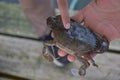 Close up Soft shell crab in hand and in box with old crab shell Royalty Free Stock Photo