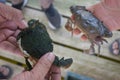 Close up Soft shell crab in hand and in box with old crab shell Royalty Free Stock Photo