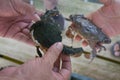 Close up Soft shell crab in hand and in box with old crab shell Royalty Free Stock Photo