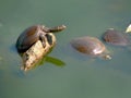 Close up a soft shelled long neck turtle perched on a rock in natural pond with other turtles in the water