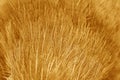 Soft texture fur of coucals bird or crow pheasants for natural brown background