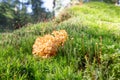 Close up of a soft yellow colored Cauliflower fungus, Sparassis crispa, with brown edges Royalty Free Stock Photo