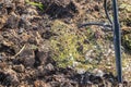 Soil fungus in the garden Royalty Free Stock Photo