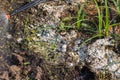 Soil fungus in the garden Royalty Free Stock Photo