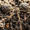 Soil appears to have a mix of organic matter and scattered debris Royalty Free Stock Photo