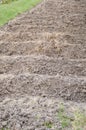 Soil preparation for sowing vegetable in field agricultur Royalty Free Stock Photo