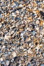 Close up of soil of shell foot path or trail