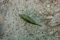 Close up of Solanders Toby against dead and broken white hard corals. Canthigaster solandri has the ability to rapidly fill