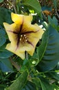 Close-up of Solandra Maxima large yellow flower. Royalty Free Stock Photo