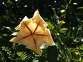 Close-up of Solandra Maxima large yellow flower. Royalty Free Stock Photo