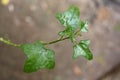 The close up of Solanum trilobatum Royalty Free Stock Photo