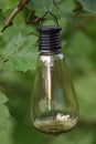 A shot of a clear lightbulb Royalty Free Stock Photo