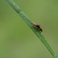Close-up of a soldier beetle Cantharidae on a blade of grass Royalty Free Stock Photo