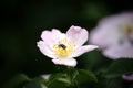 Soldier beetle on the rosehip blossom