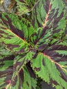 Close of Solenostemon, commonly known coleus, houseplant with beautiful leaves color