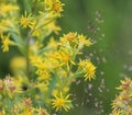 Solidago virgaurea, common called European goldenrod or woundwort Royalty Free Stock Photo