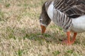 Close-up of a solitary brown goose with orange beak eating green grass in a park. Wild nature.