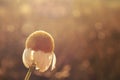 close up on solitary camomile or daisy flower in dreamy sparkling morning light isolated in front of blurred natural background