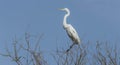 Portrait of a Great Egret on Bare Branches on Blue Sky Royalty Free Stock Photo