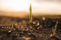 close-up of solitary sprout on dry ground Royalty Free Stock Photo