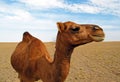 The portrait of single hump dromedary camel in desert