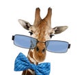 Close up of a Somali Giraffe wearing sunglasses Royalty Free Stock Photo