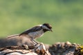 Close up of Sombre tit Poecile lugubris in nature