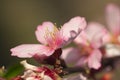 Close-up of some almond blossoms in late winter