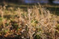 Close up some autumn dry brown grass in the field. selective focus, concept of changing seasons Royalty Free Stock Photo