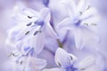 Close up of some a Bluebell