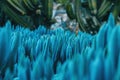Close-up of some bluish kleinia mandraliscae plants taken at ground level Royalty Free Stock Photo