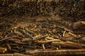 Close up of some branches acomodated in the ground near of Lago San Pablo, located at an altitude of 2700m