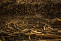 Close up of some branches acomodated in the ground near of Lago San Pablo, located at an altitude of 2700m