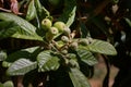 Close-up of some branches with immature fruits of the medlar tree (Eriobotrya japonica