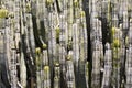 Close-up of some cactus or Euphorbia canariensis Royalty Free Stock Photo