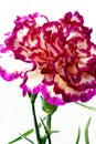 Close-up of some cultivar of carnations. Royalty Free Stock Photo