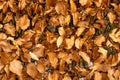 Close up of some dead and dried out leaves on a Beech hedge in winter. Royalty Free Stock Photo