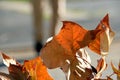 Dry leaves backlit by the sun light Royalty Free Stock Photo