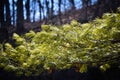 Evergreen Branches in the Sunlight