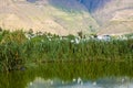 Close up of some herons standing over a totoras, typical plants in the beautiful Yahuarcocha lake, with the mountain