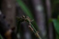 Close up of some long grass