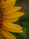 Close-up some part of sunflower Royalty Free Stock Photo