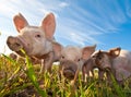 Close up of some pigs Royalty Free Stock Photo