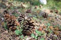 Close up of some pine cones fallen in the woods.