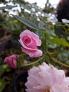 Close-Up of some Pink Rose in Bloom