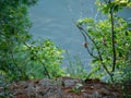 Close Plants, Distant River