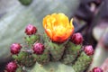 Close-up of some prickly pears cactus blossom flower. Royalty Free Stock Photo