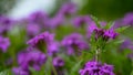 A close up of some purple wildflowers with great depth of field