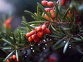 Close-up of some red berries hanging from branches of an oak tree. These berries are covered in water droplets, giving Royalty Free Stock Photo