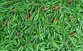 Close-up of some red and green chillies mixed Royalty Free Stock Photo